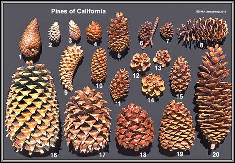 Pine Cone Identification Chart