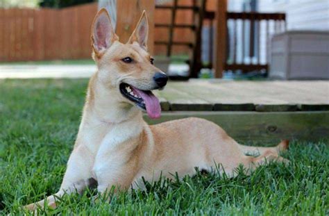 Sfyc Breed Feature Carolina Dogs Sitter For Your Critter