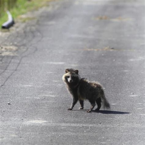 Japanese Raccoon Dog Facts Diet Habitat And Pictures On Animaliabio