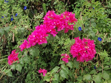 LI NA HERBS: BOUGAINVILLEA / BUNGA KERTAS