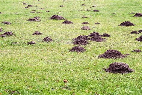 Get Rid Of Dirt Mounds In The Lawn P Allen Smith