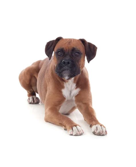 Beautiful Boxer Dog ⬇ Stock Photo Image By © Gelpi 13576069
