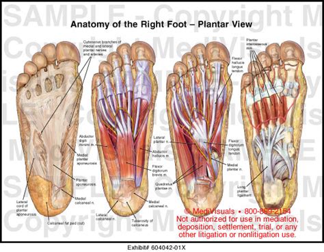 Anatomy Of The Right Foot Plantar View Medical Illustration