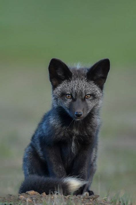 Silver Fox Cub By Shane Kalyn National Geographic Your Shot Animals