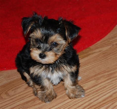 Take the pup to the vet if you notice diarrhea. Shorkie Puppies: Brooks - 8 week old Shorkie