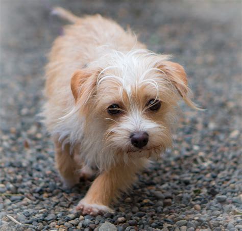 Shelter Dogs Of Portland Sauerkraut Adorable Terrier Mix