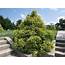 How To Grow False Cypress  Chamaecyparis Garden Chronicle