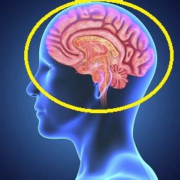 Body parts name in hindi. Human Body Parts Names in English and Hindi - study portal ...