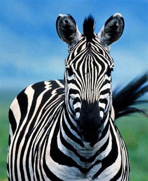 Zebra Just Look At The Colors And Then The Pattern So