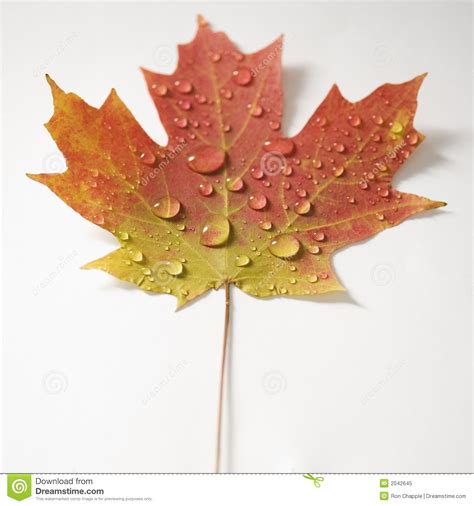 This is the tree for you if you fear that winter might be a little too rough. Maple leaf in Fall color. stock image. Image of foliage ...