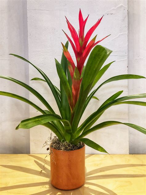 Take the guesswork out of ordering flowers with floom, a digital service that delivers beautiful blooms from chicago's top florists, including urban flowers and marguerite gardens. Bromeliad Plant in Chicago, IL | Zins Flowers