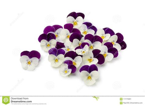 Fresh Picked Viola Flowers Stock Image Image Of Nature 117778381