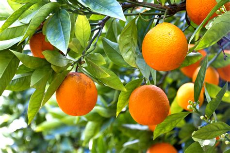 Bitter News For Floridas Citrus Industry As Usda Peels Back Citrus