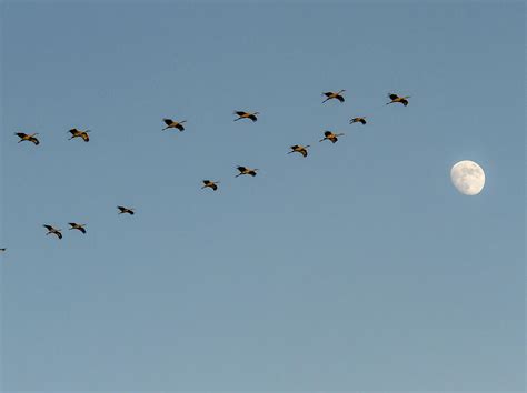 Sandhill Cranes With Moon Photograph By Jean Noren Fine Art America