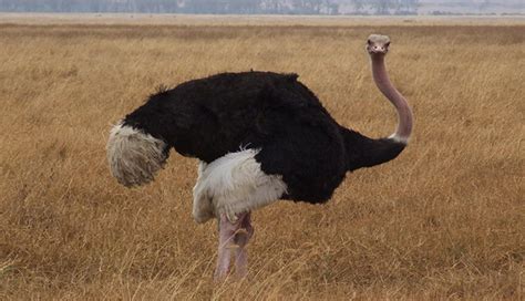 Brain Eye Ratio Hr Message Of Ostrich