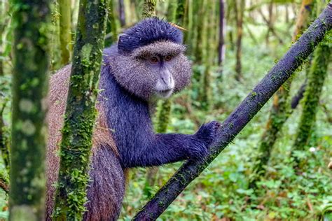 Golden Monkey Trekking in Rwanda - Nada Al Nahdi