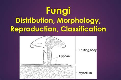 Fungi Definition Types Characteristics Reproduction
