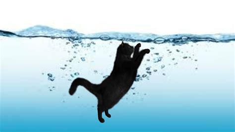 Drowning Cat Youtube