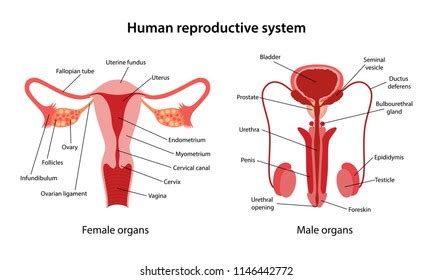 Brain, lungs, heart, diaphragm, liver, kidneys, spleen, gallbladder. Female sex organs show in public. Female Reproductive ...
