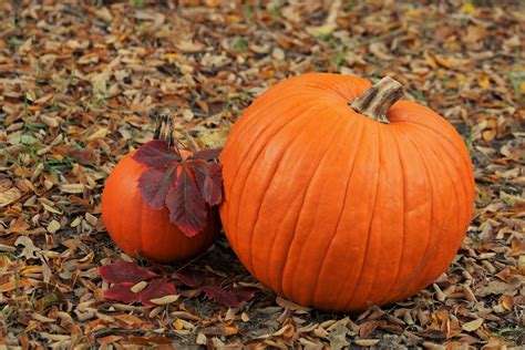 Two Pumpkins In Leaves 2 Free Stock Photo Public Domain Pictures