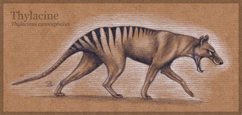 Thylacine By Mo Ffie On Deviantart