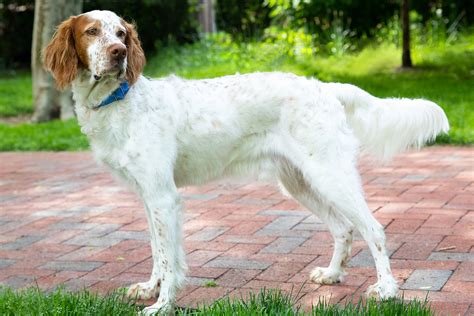 Why Are Setter Dogs Called Setters