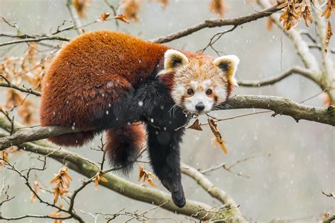 Red Panda India Tours - Birding - Singalila - Birdquest