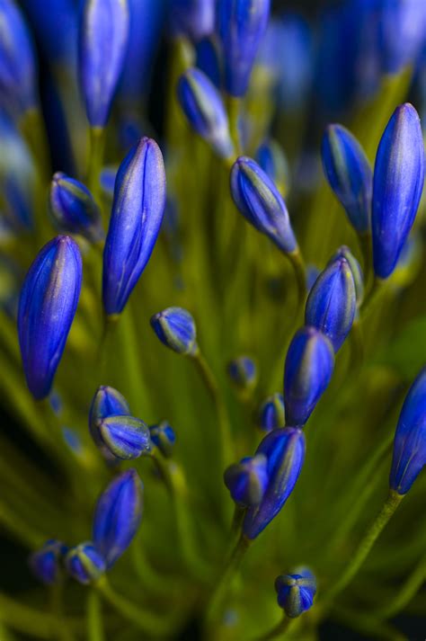 Close Up Macro Photograph Of Blue Flowers Plant Photography