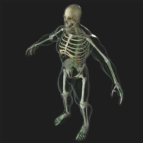 Male Full Body Anatomy 3d Model By Dcbittorf