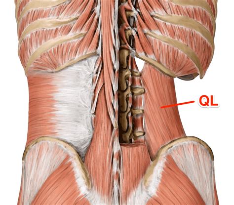 The lower trapezius, middle trapezius and upper. Quadratus Lumborum (QL) A Real Pain in the Back!