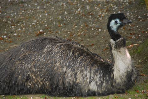 Emu Woodland Park Zoo Seattle Wa Usa Sam Carlquist Flickr