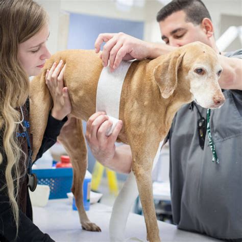 Critical Care ICU St Pet Veterinary Centers In Phoenix AZ