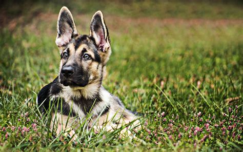 Download Wallpapers Small German Shepherd Puppy Lawn Pets Cute