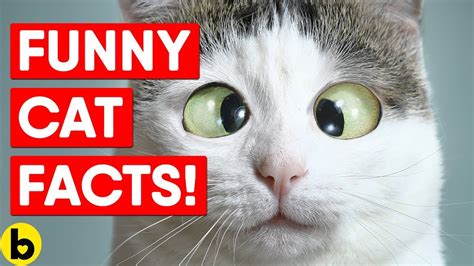 Whether you are a cat person or a dog person, there is bound to be something you can appreciate about cats. 25 Fun Facts About Cats - YouTube