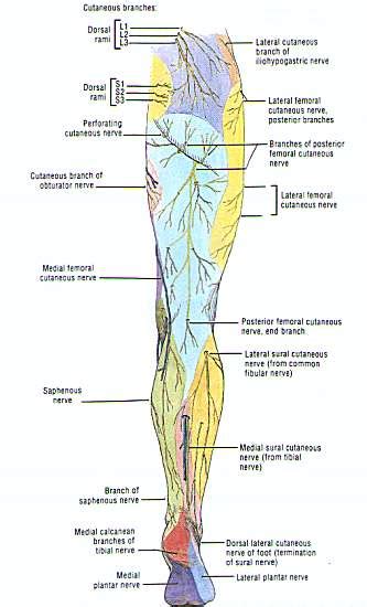 Lower Limb Cutaneous Innervation Posterior Aspect