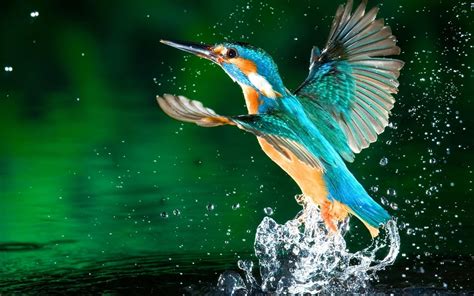 A Blue Kingfisher Bird Fly Near Water Wallpaper Download