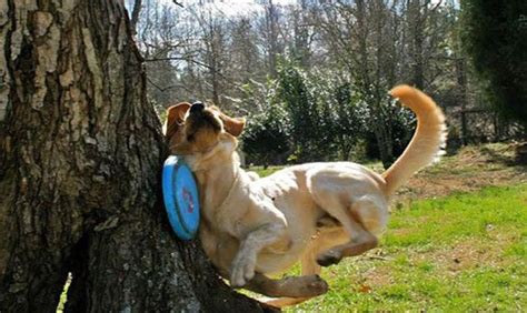 Dog Frisbee Tree Blank Template Imgflip