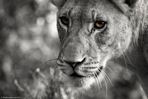 Here is a list of the most endangered african animals. Spectacular South Africa Wildlife Photos | Adventure ...