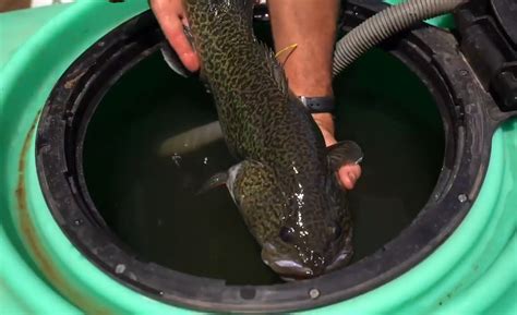 VIDEO Ovens River Murray Cod Rescue Fishing World Australia