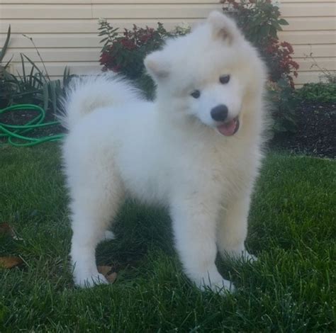 Bringing a puppy into your family is a decision that warrants doing your research for the perfect dog breed based on your lifestyle, then finding reputable dog breeders. Gorgeous Samoyed Puppies for sale Offer
