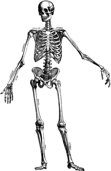 Blank Human Skeleton Diagram Clipart Best