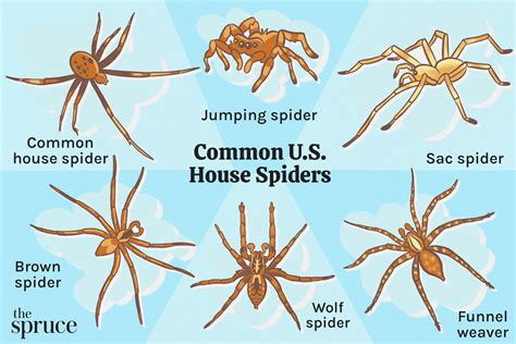 The 10 Most Common Types Of House Spiders