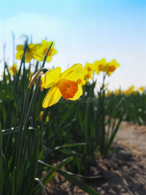 Blooming Yellow Daffodils Stock Image Image Of Beautiful 144261369