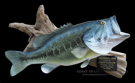 23 Largemouth Bass Fish Mount Replica