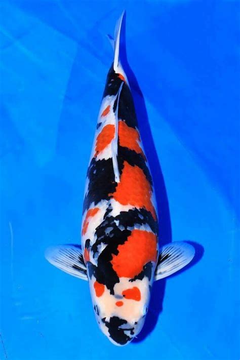 Grand Champion All Japan Koi Show.. Narita Farm | Carpe koi, Koï