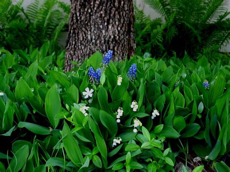 How To Design A Flower Garden Layout Lily Of The Valley