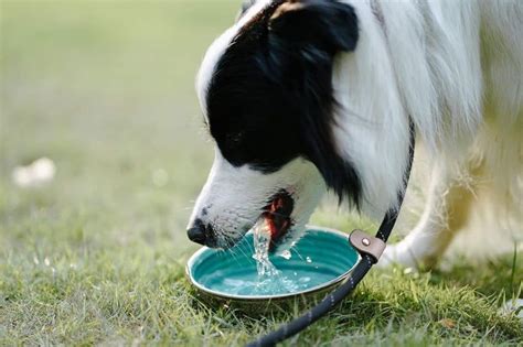 Have You Noticed This Important Detail When Your Dog Is Drinking Tur