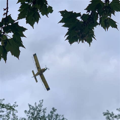 Update Now Spraying Pesky Gypsy Moth Gets Peskier Clare County Cleaver