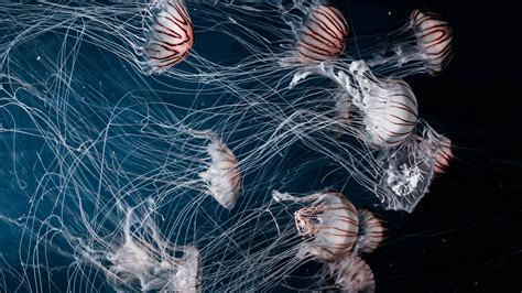 2560x1440 Jellyfish Underwater World Swim 1440p