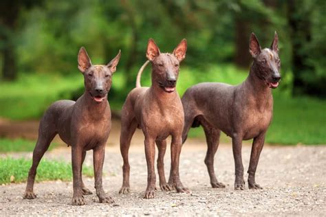 How Much Does A Xoloitzcuintli Cost 2023 Price Guide